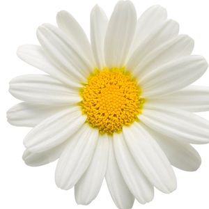 Meet your Posher, Marlene